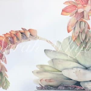 A blooming echeveria succulent in soft greens, yellows, and reds on a white background.