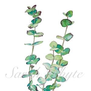 A branch of eucalyptus in greens and blues on a white background.