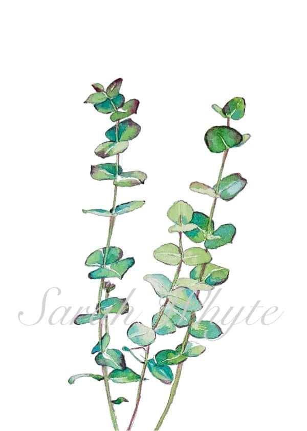 A branch of eucalyptus in greens and blues on a white background.