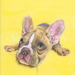 Brown and white French bulldog wearing shorts on a bright yellow background, lying on her belly with ears pricked and eyes looking up.