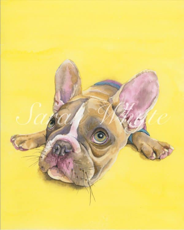 Brown and white French bulldog wearing shorts on a bright yellow background, lying on her belly with ears pricked and eyes looking up.