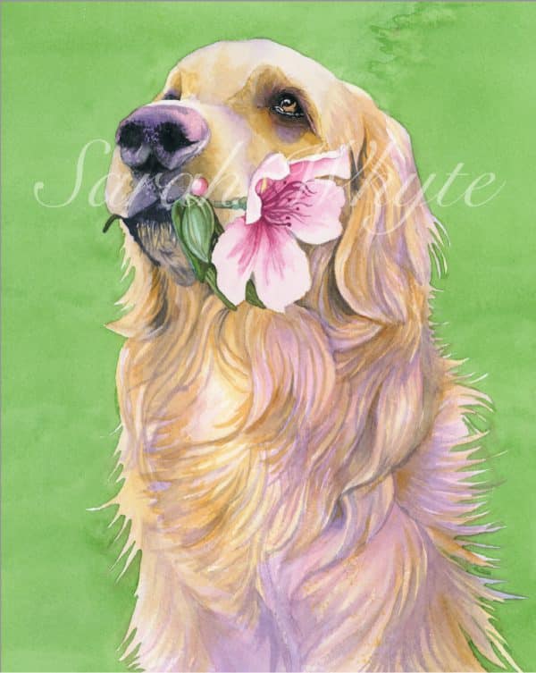A Golden Retriever dog on a spring green background, holding a flower in its teeth, looking up.
