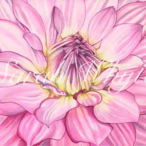 a macro view of a pink dahlia, painted in watercolors.