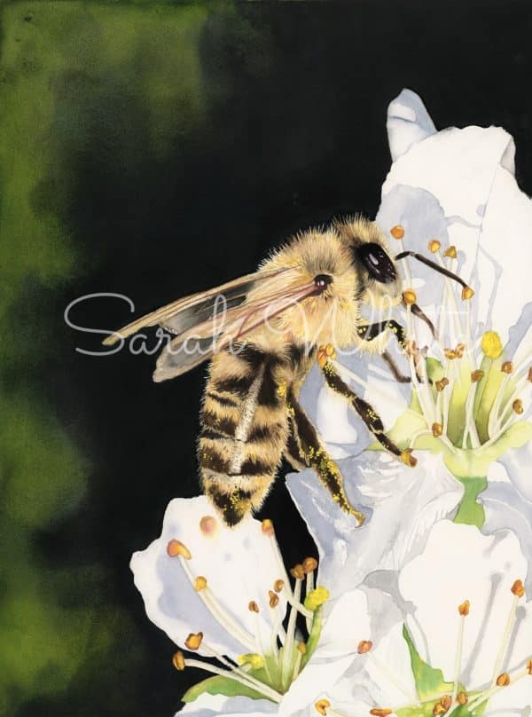 Watercolor painting of a realistic honeybee sitting on an apple blossom, covered in pollen