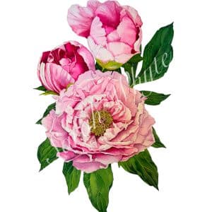 A vertical stack of 3 pink peonies and green leaves