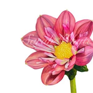 A single pink/coral dahlia with yellow centre, green stem and leaves